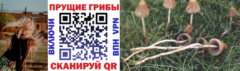 Галлюциногенные грибы Cubensis Дыгулыбгей